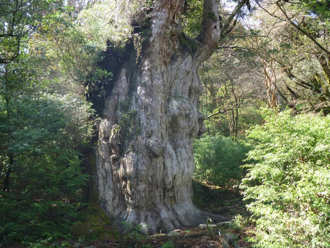 【屋久島】樹齢1000年を超える縄文杉を見に行くなら知っておきたい、自然の神秘スポットに関するまとめ