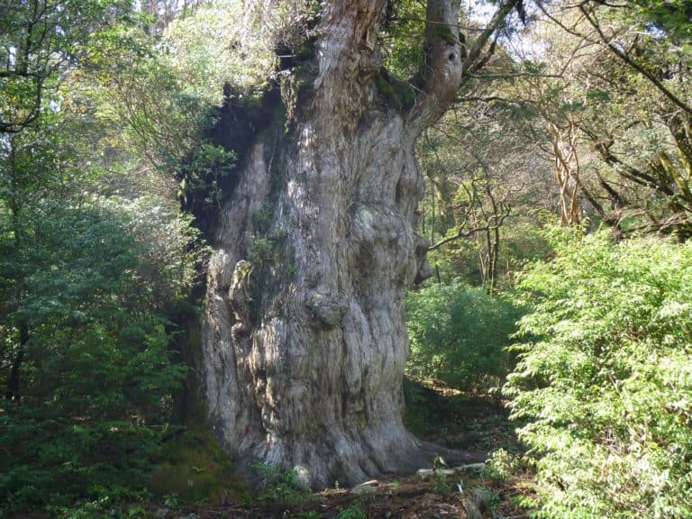 世界遺産…神木「太古屋久島・樹齢1000年杉」屋久杉・1950年代原始林採取-